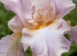 Iris d'Allemagne Constant Wattez - Iris Germanica (Pack de Six)