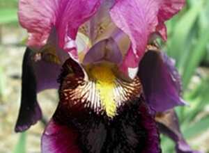 Iris d'Allemagne Sen Lac - Iris Germanica (Pack de Six)