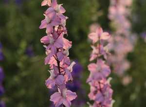 Pied dâAlouette vivace Astolat - Delphinium (Pack de Trois)