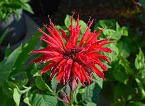 Monarde Cambridge Scarlet - Monarda (Pack de Trois)