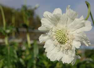 Scabiosa Caucasica Alba - Scabieuse (Pack de Six)