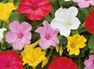 Mirabilis Jalapa Mix â" Belle-de-nuit
