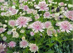 Astrances (Astrantia Major) Plantes en Pot