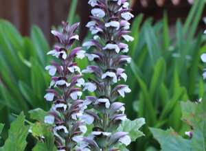 L'acanthe à feuilles molles (Acanthus mollis) L'acanthe à feuilles molles (Acanthus mollis)
