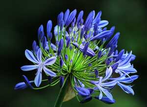 Agapanthes Bleues (en vrac)
