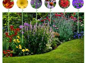 Paquet de plate-bande pour plate-bande Ã  longue floraison (9 plantes)