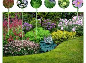 Paquet de plate-bande Jardin dâombre (6 plantes)