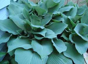 Hosta Sieboldii Bleu / Sieboldiana Elegans