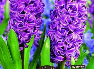 Jacinthe Purple Star