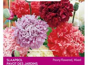 Poppies of the world â" Pavot Somnif. 'Paeoniflorum' Dbl Var. Poppies of the world â" Pavot Somnif. 'Paeoniflorum' Dbl Var.