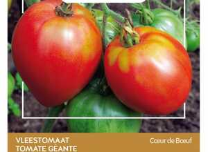 Tomate Coeur De Boeuf