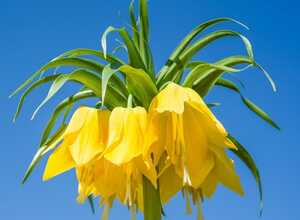 Fritillaire ImpÃ©riale Lutea - Fritillaria Imperialis