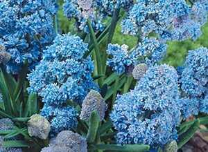 Muscari Fantasy Creation