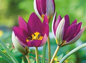 Tulipe Pulchella Persian Pearl