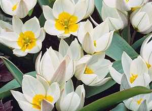 Tulipe Polychroma