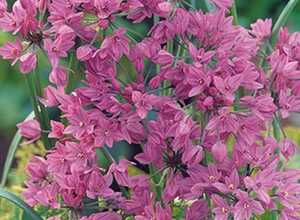 Allium Oreophilum