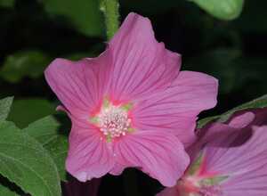 Lavatera Olbia Rosea - LavatÃ¨re