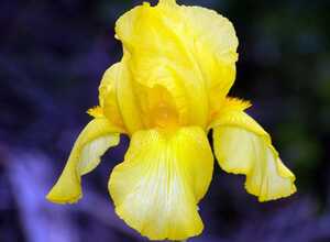 Iris Germanica Goldfackel - Iris d'Allemagne (Pack de Trois)