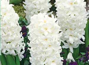 Jacinthes Blanc (En Vrac)