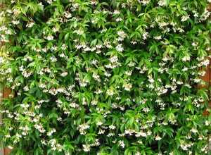Jasmin ÃtoilÃ© - Trachelospermum Jasminoides (Pack de Six)