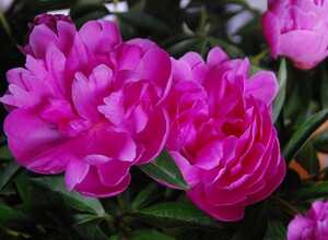 Pivoine Karl Rosenfield - Paeonia