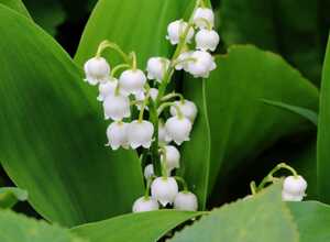 Muguet de Mai (En Vrac) - Convallaria Majalis