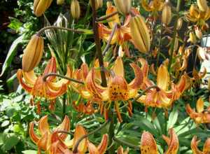 Lis Bonnet Turc Sunny Morning - Lilium martagon