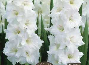 Glaïeuls Blancs Glaïeuls Blancs