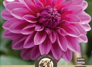 Dahlia DÃ©coratif Rose