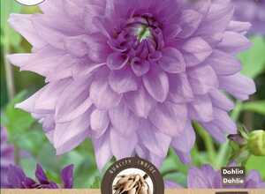 Dahlia DÃ©coratif Blue Boy