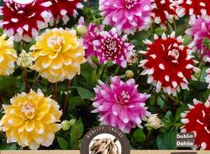 Dahlia Catalina Melange
