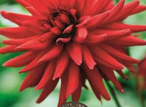 Dahlia Cactus Rouge