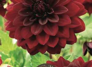 Dahlia dÃ©coratif Arabian Night