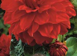 Dahlia Dinnerplate Babylon
