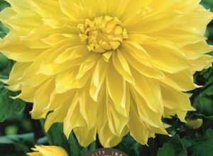 Dahlia Dinnerplate Kelvin Floodlight