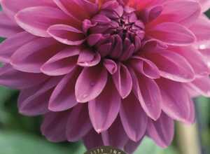 Dahlia dÃ©coratif Lucky Number