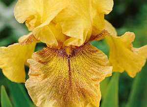 Iris Germanica Desert Echo - Iris d'Alemagne