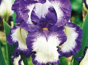 Iris Germanica Loop the Loop
