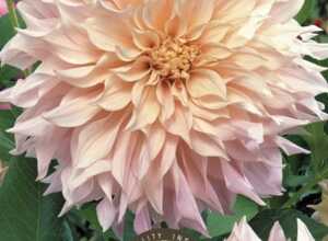 Dahlia Dinnerplate CafÃ© au Lait