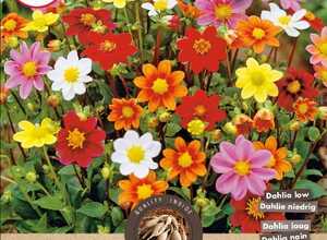Dahlia Isabella MÃ©lange