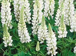Lupin Blanc