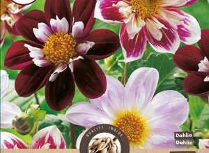 Dahlias pour bordure en mÃ©lange