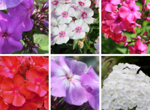 Phlox Paniculata mix â" Phlox paniculÃ© (Pack de trois)