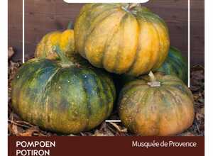 Courge MusquÃ©e de Provence
