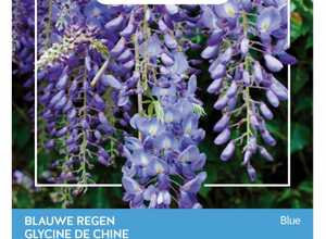 Plantes grimpantes Wisteria bleu
