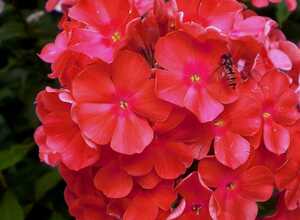 Phlox Orange