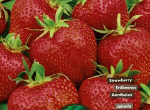 Fraises Elsanta