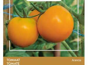 Tomate Orange - Zloty Ozarowski Tomate Orange - Zloty Ozarowski
