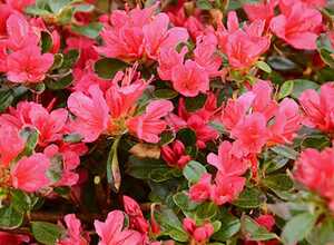 Azalée japonaise 'Hino Crimson' Azalée japonaise 'Hino Crimson'