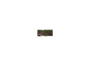 Bruc déco en bruyère naturelle, 1 x 5 m Bruc déco en bruyère naturelle, 1 x 5 m